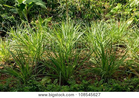 Green Lemongrass In Garden