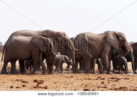 Herd Of African Elephants Drinking At A Waterhole