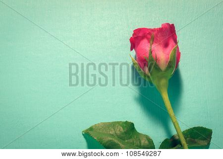 the pink rose on the green background.