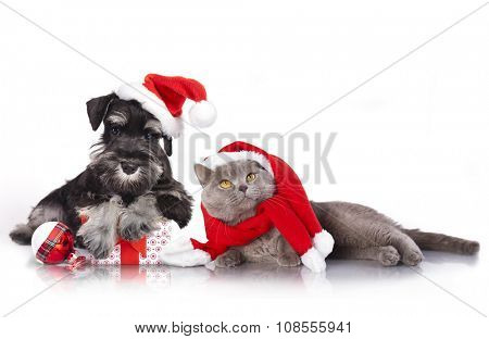 dog and cat and kitens wearing a santa hat