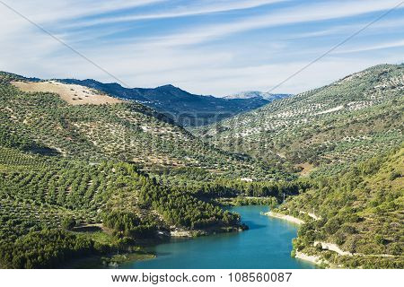 Olivares