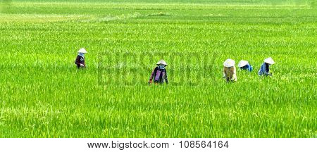 Farmer woman picking grass on the rice fields