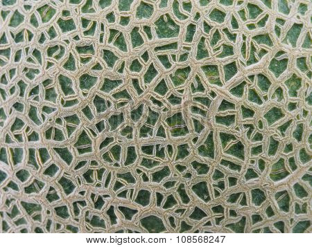Melon skin high magnification close up. 