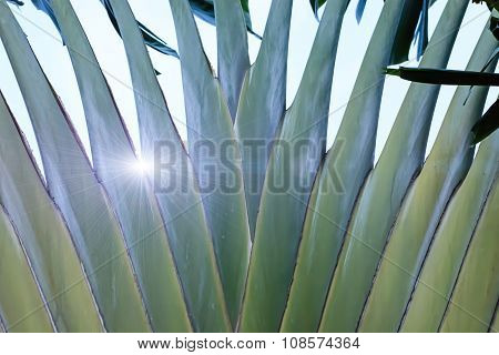 Ravenala is a plant that looks outstanding