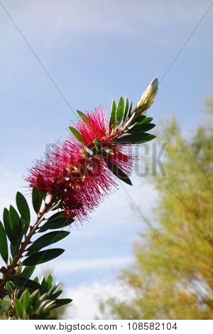 Bottlebrush Flower