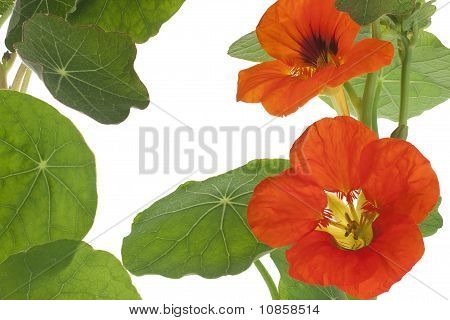 Nasturtium