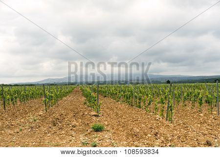 Vineyard In Languedoc-roussillon (france)