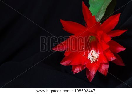 Epiphyllum Large Flower On A Background Of Black Cloth