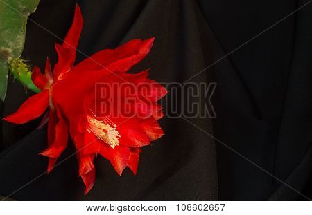 Epiphyllum Large Flower On A Background Of Black Cloth