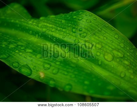 Beautiful Green Leaf With Drops