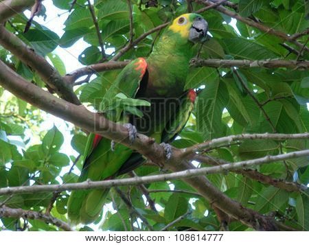 Brazilian parrot (Amazona aestiva)