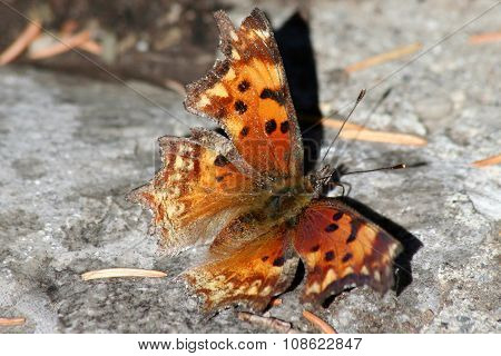 Polygonia butterfly