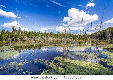 Beaver Pond - Haliburton, Ontario