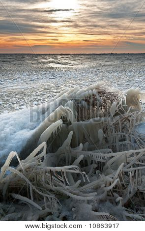 Kolde vinter Sunrise landskab med Reed dækket af is