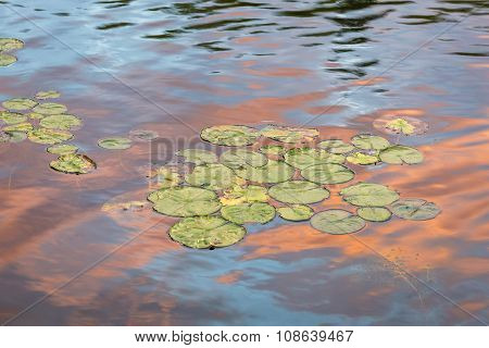 Lily Pads At Sunset