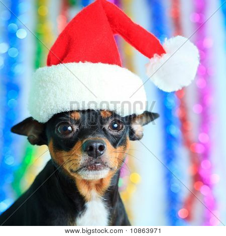 Cão de Santa