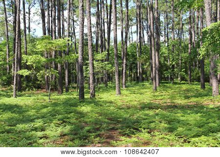 trees and ferns in dappled sunlight