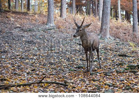 Roebuck in the forest