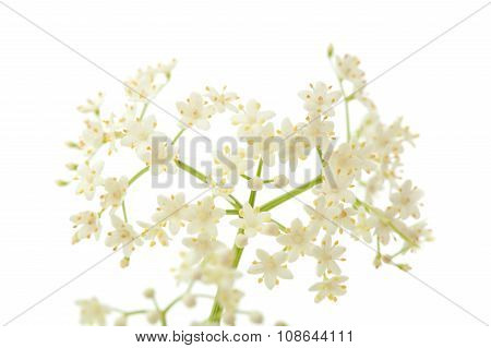 Black Elder