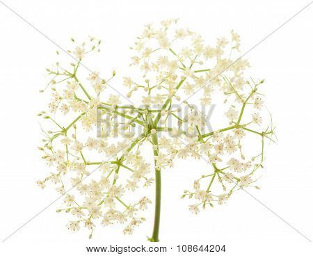 Black Elder