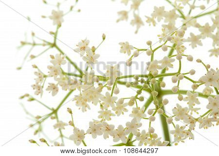 Black Elder