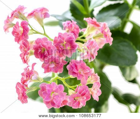 Pink Flowers Of Kalanchoe Plant With Green Leaves Isolated On White