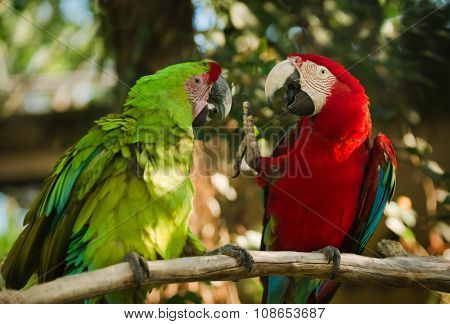 green and red winged macaws sitting on branch