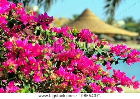 bougainvillea in the village