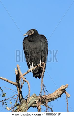 Black Vulture