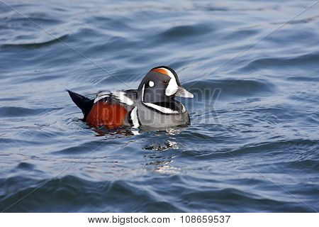 Harlequin Duck
