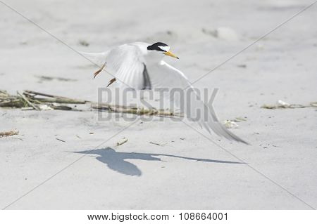 Federally Endangered Least Tern