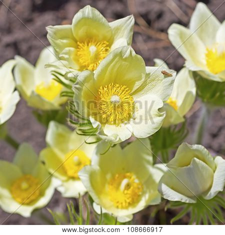 The pasqueflower or sleep-grass (Latin Pulsatilla)
