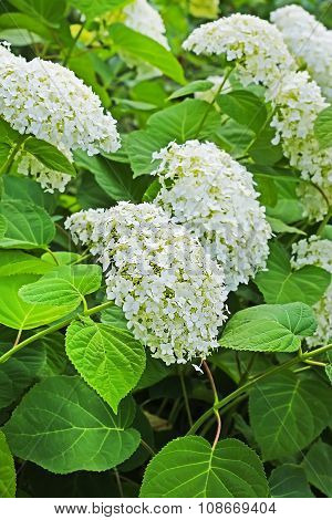 Blooming hydrangea