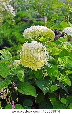 Blooming hydrangea