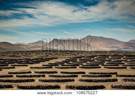 Vineyards in La Geria, Lanzarote, canary islands, Spain