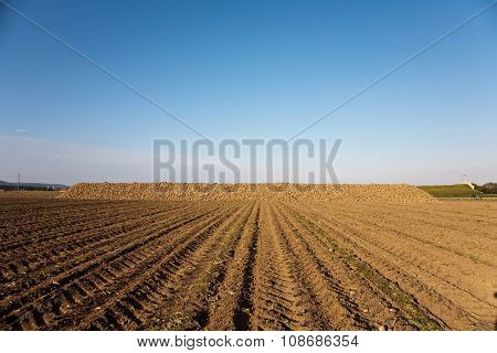 acres with indian corn in golden light and beautiful landscapeats