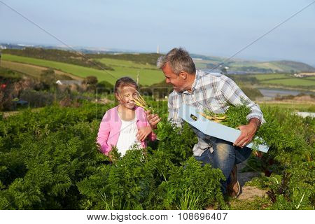 Farmer With Daughter Harvesting Organic Carrot Crop On Farm