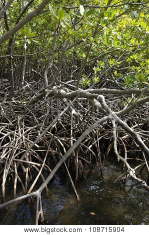 Mangrove Swamp In Caravelle Peninsula In Martinique