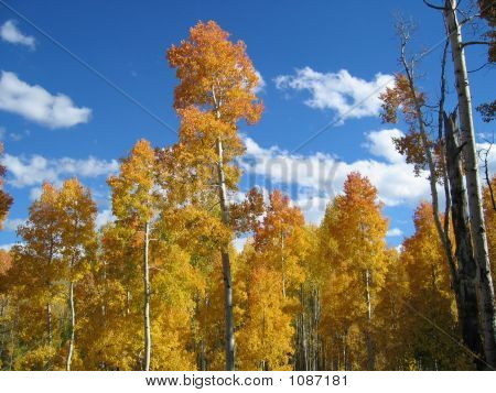 สีฤดูใบไม้ร่วง