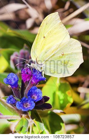 Daily Limonite butterfly (Gonepteryx)