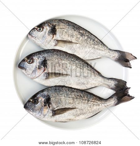 Fresh Dorada Fish On White Plate Isolated Over White. Top View