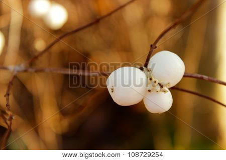 The snowberry