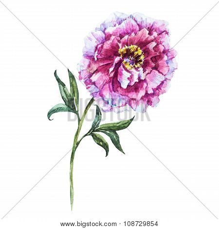 Hand drawn watercolor flowers