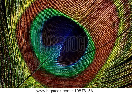 Peacock Feather (detail Of Eyespot)