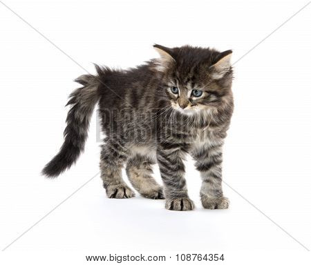 Cute Baby Tabby Kitten On White