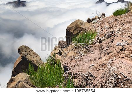 Dry Branches Of Undersized Trees And Green Grass Among Stones On The Edge Of An Abyss, Above Clouds.