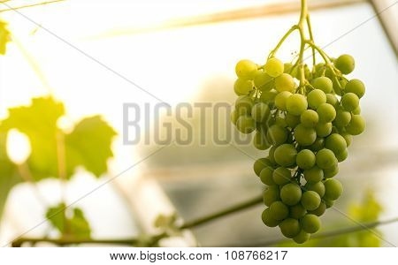 Green grapes in the vinyard