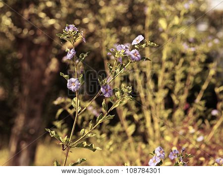 Solanum