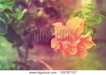 Sweet and Soft Flower Hibiscus mutabilis in vintage color.