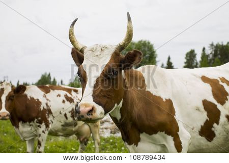 Cows Out At Grass